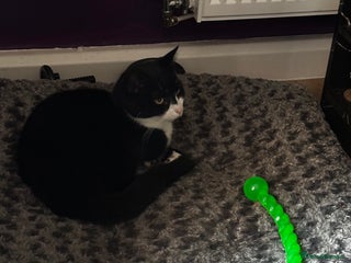 British Shorthair cats Male cat - Advert 1