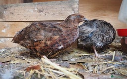 Quail poultry for sale: Jumbo Quail. Big Birds, Great Layers, Colours !!! - Image 11
