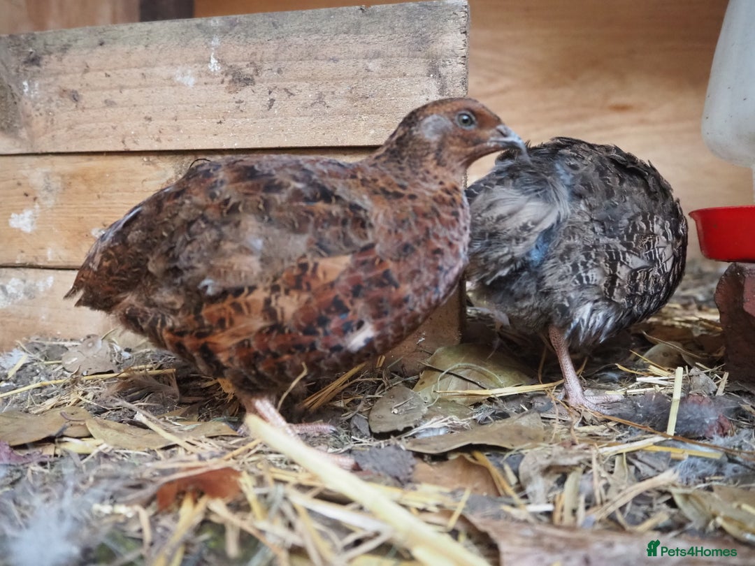 Quail poultry for sale: Jumbo Quail. Big Birds, Great Layers, Colours !!! - Image 11