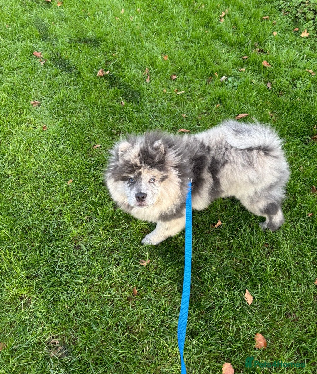 Chow Chow dogs for sale: 7 month male Chowchow - Advert 2