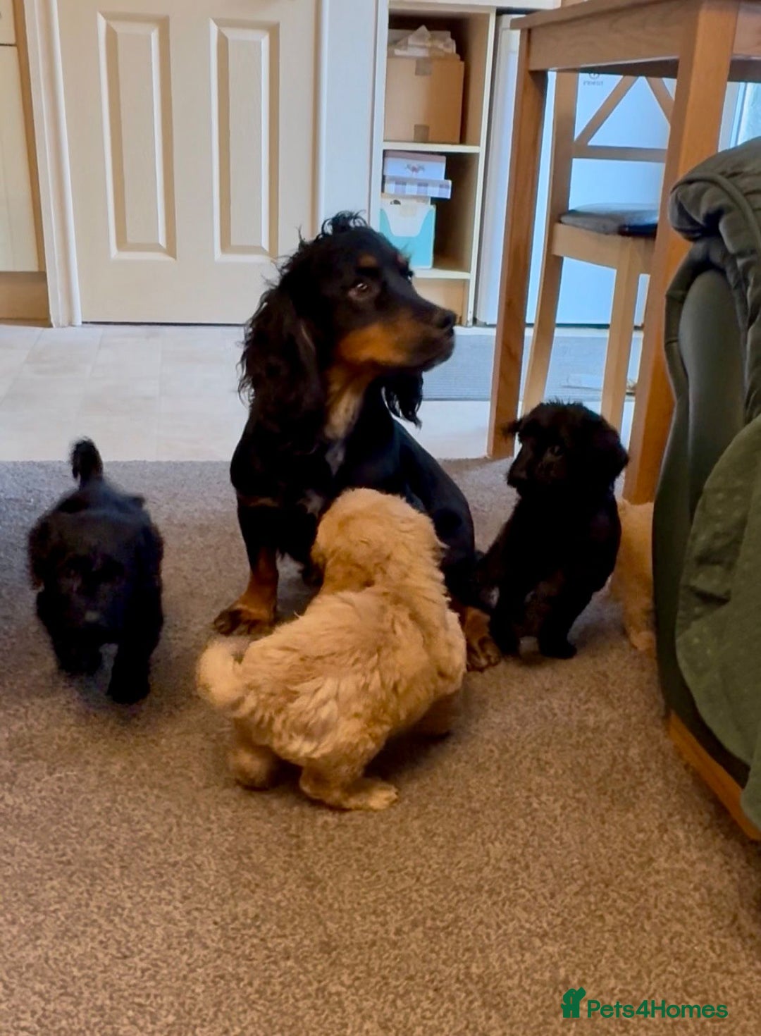 Cockapoo dogs for sale: cockerpoo puppies 3boys 3girls  - Advert 18