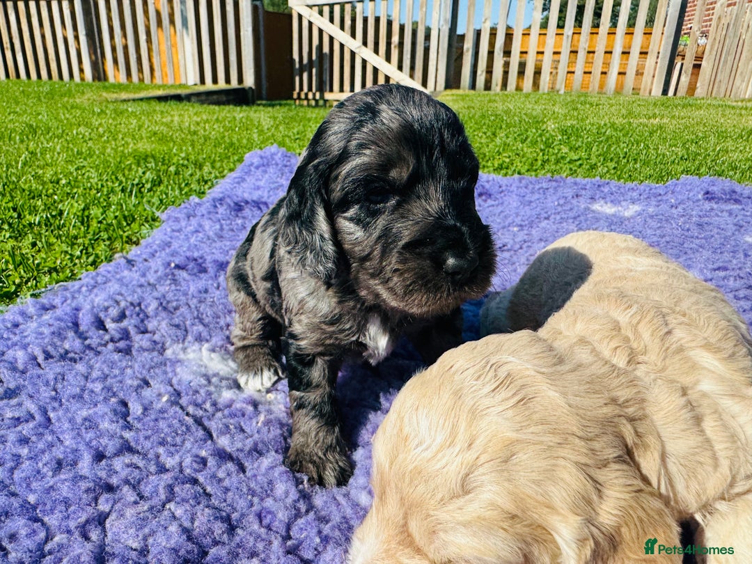 Mixed Breed dogs for sale: Schnoodle Babies 🐾🐾🐾 - Image 16