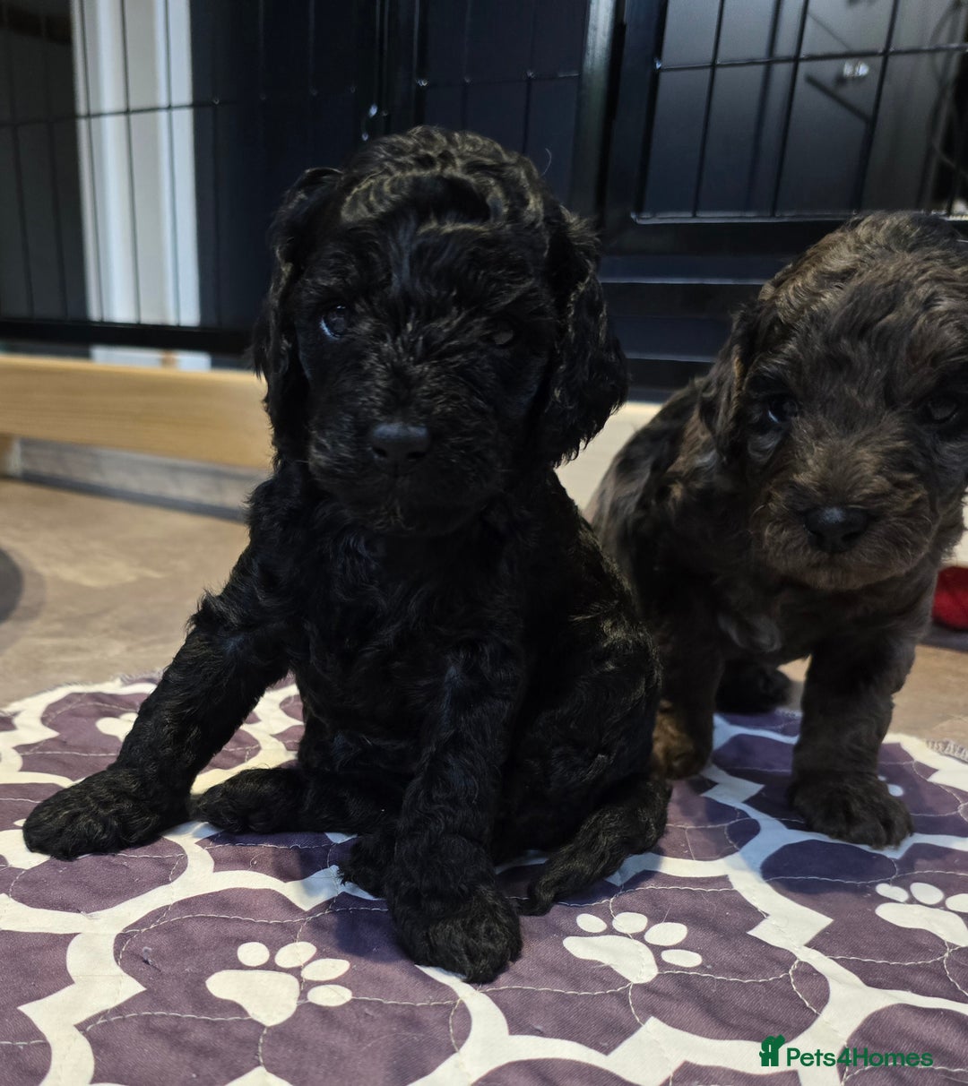 Cavapoo dogs for sale: Cavapoo puppies extensive health tested - Advert 29