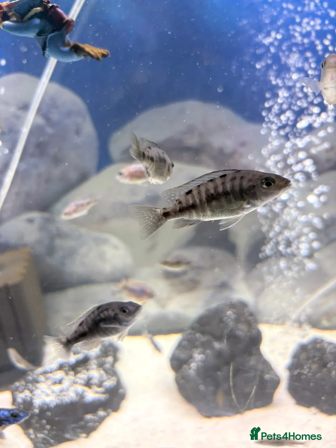 Cichlids fish for sale: Red sided and sulfur head cichlids  - Advert 1