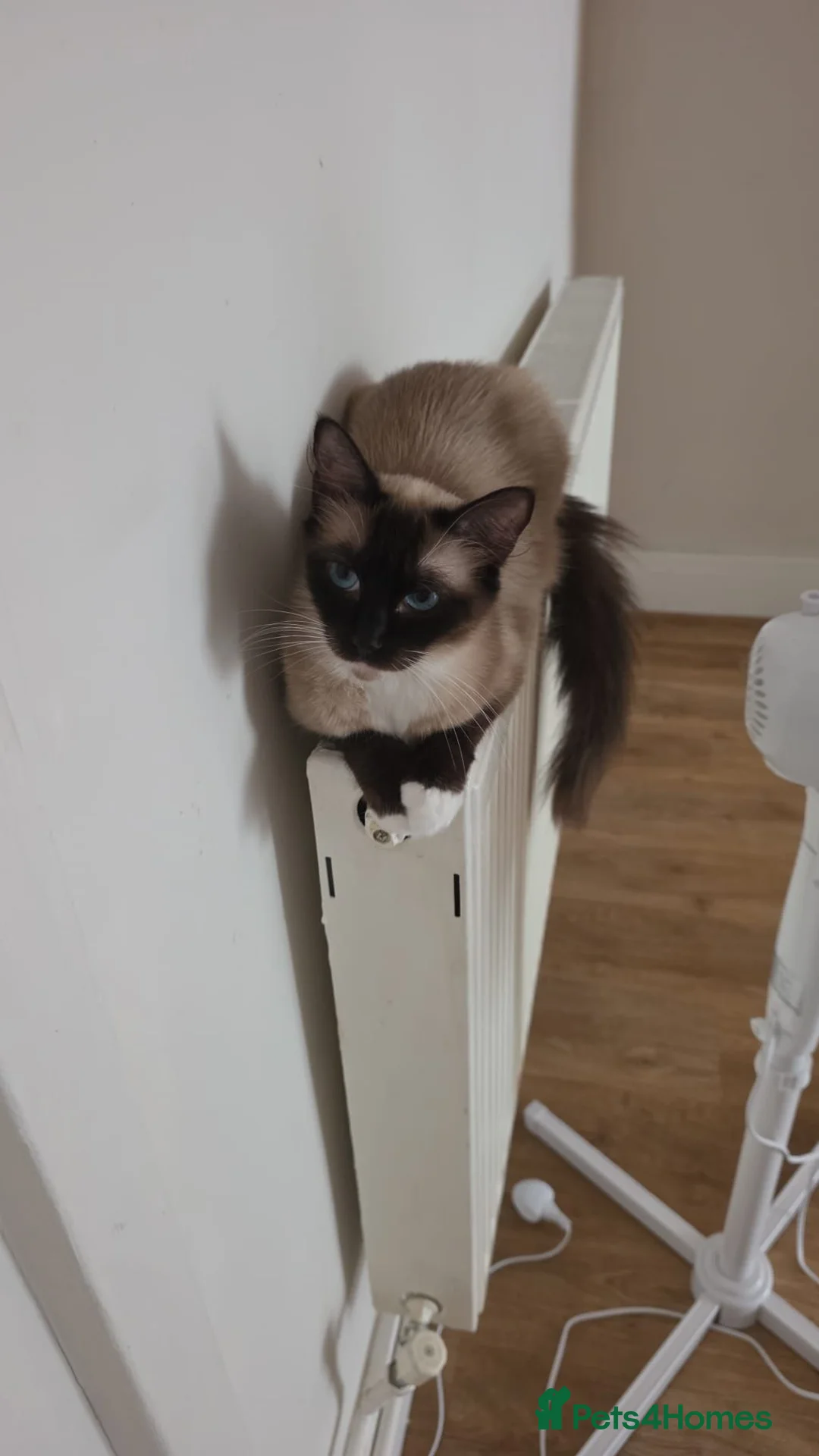 Ragdoll cats for sale: Female ragdoll  - Advert 2