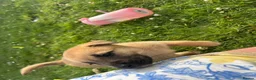 Mixed Breed dogs for sale: 7 beautiful Malkita x puppies with unique colours  - Advert 11
