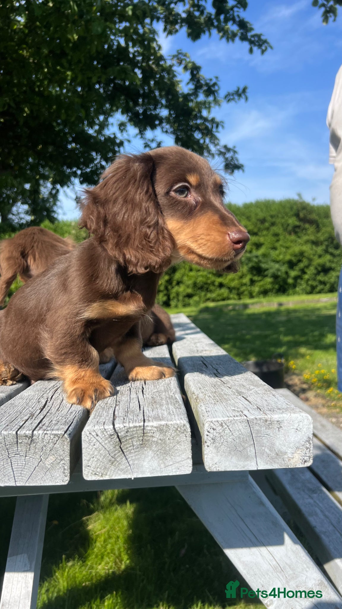 Miniature Dachshund dogs Reduced Price - Beautiful Longhair Boys Available - Advert 13