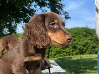 Miniature Dachshund dogs Reduced Price - Beautiful Longhair Boys Available - Advert 13