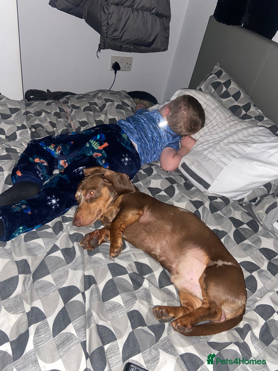 Dachshund dogs for sale: KC registered Tri choc dachshund puppy 1 year old  - Image 2