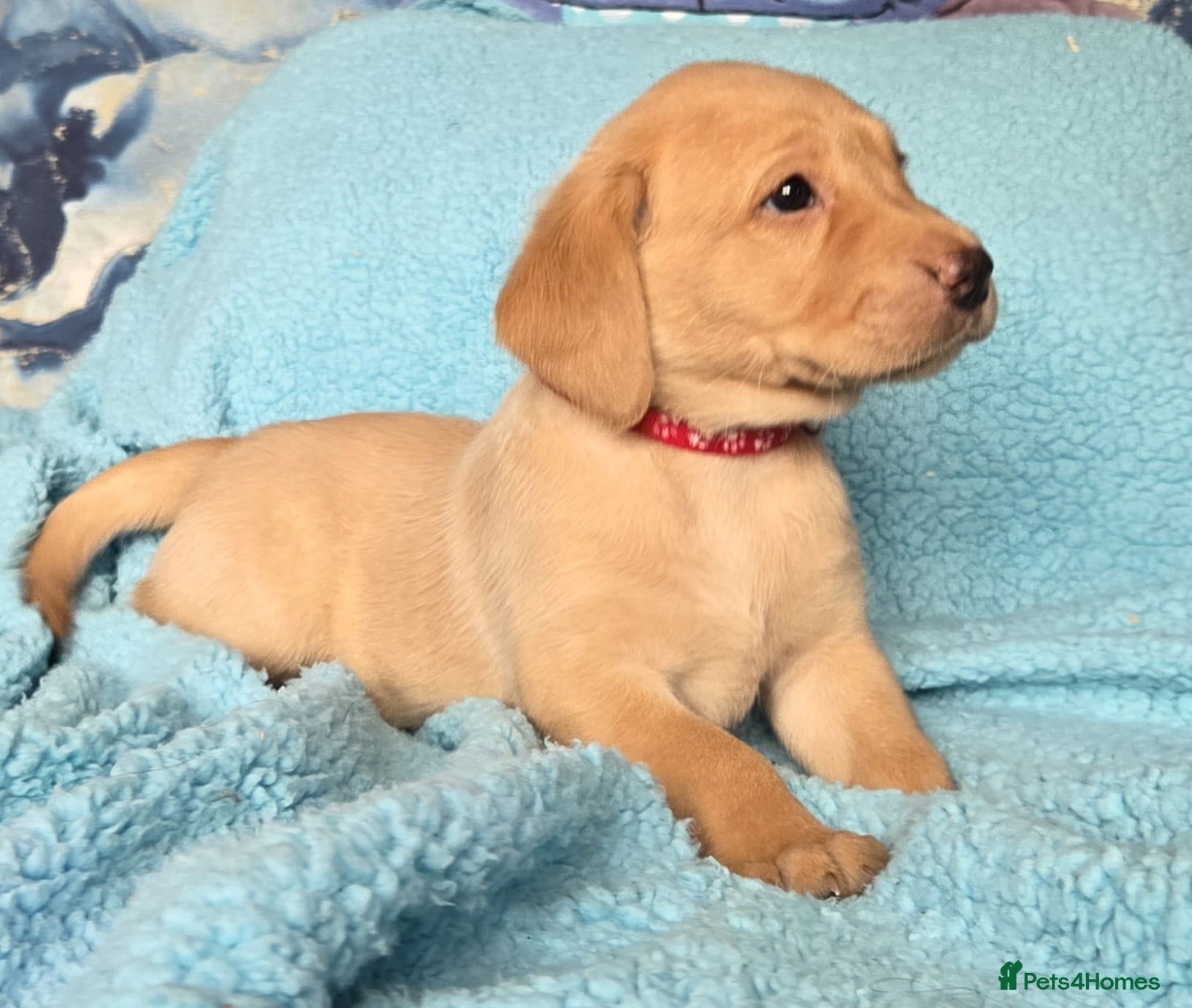 Labrador Retriever dogs Working gundog fieldtrial champions bloodline  - Advert 2