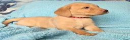 Labrador Retriever dogs for sale: 3 puppies available field trial champs. bloodline - Advert 9
