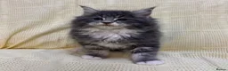 Mixed Breed cats for sale: Maine Coon X Half Ragdoll Kittens  - Advert 5