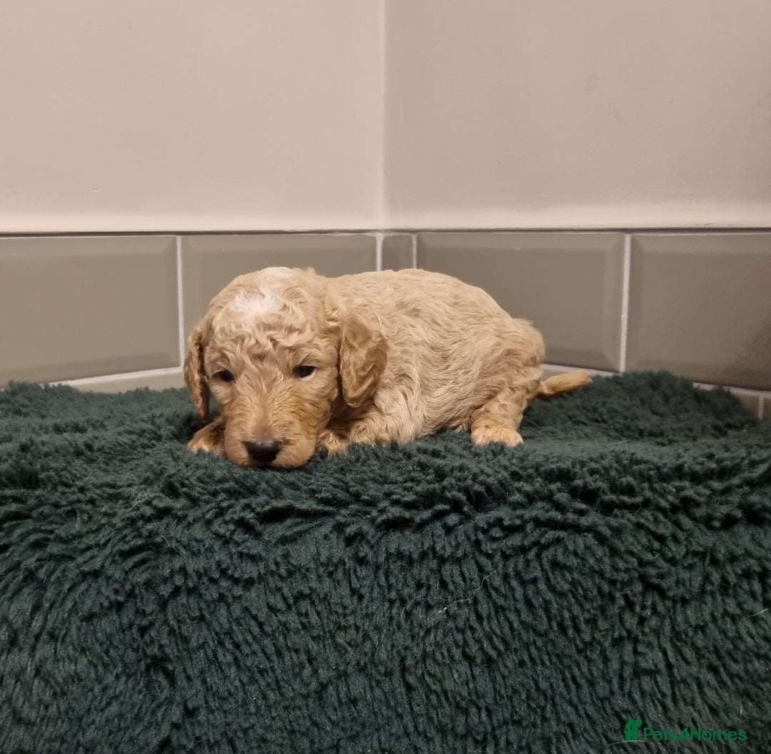 Mixed Breed dogs for sale: Moyen Poodles - Image 4