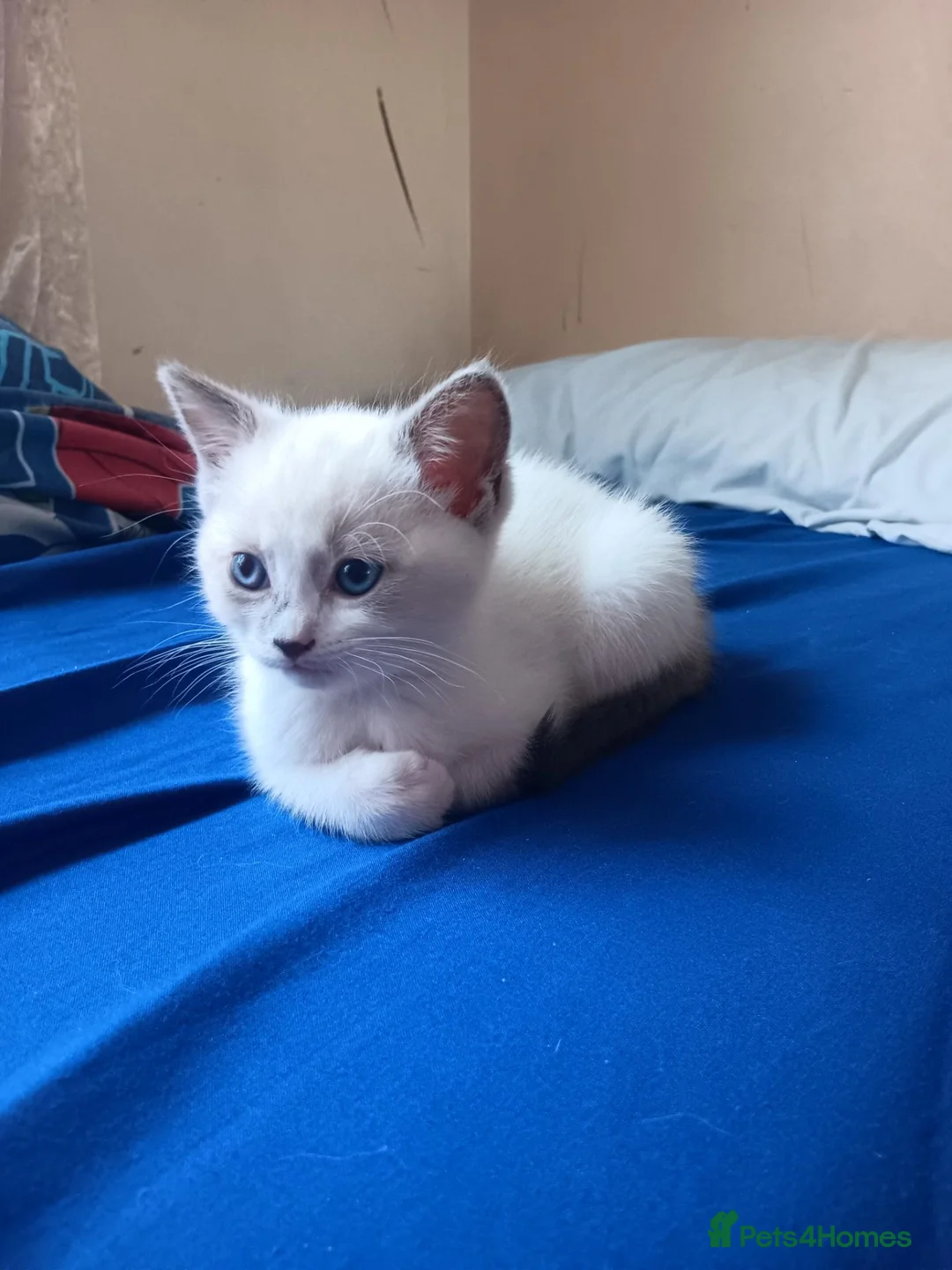 Mixed Breed cats for sale: 4 lovely Ragdoll mixed kittens in Hemel Hempstead - Advert 2