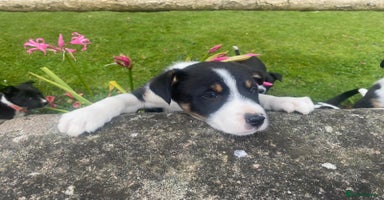 Border Collie dogs - Advert 6