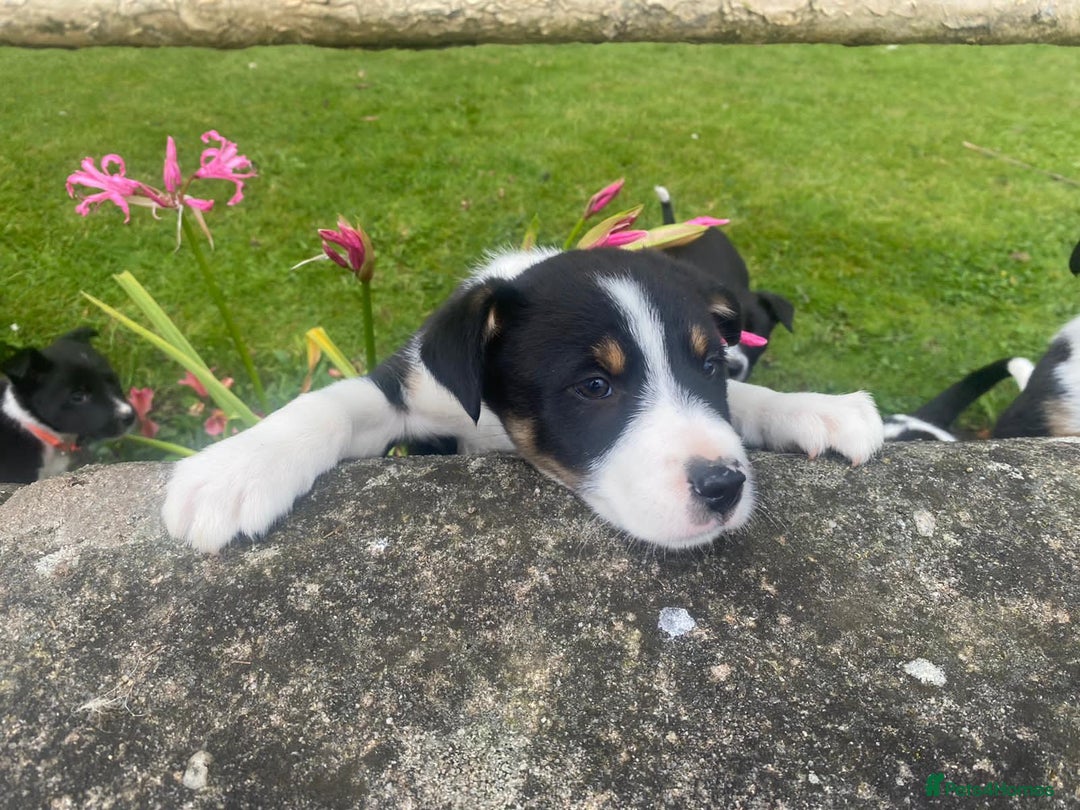 Border Collie dogs for sale: 6 border collie puppies  - Image 2