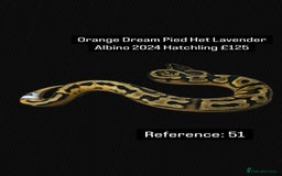 Python Snake reptiles for sale: Various 2025 & 2024 Pied Ball Pythons Royal Snake - Image 23