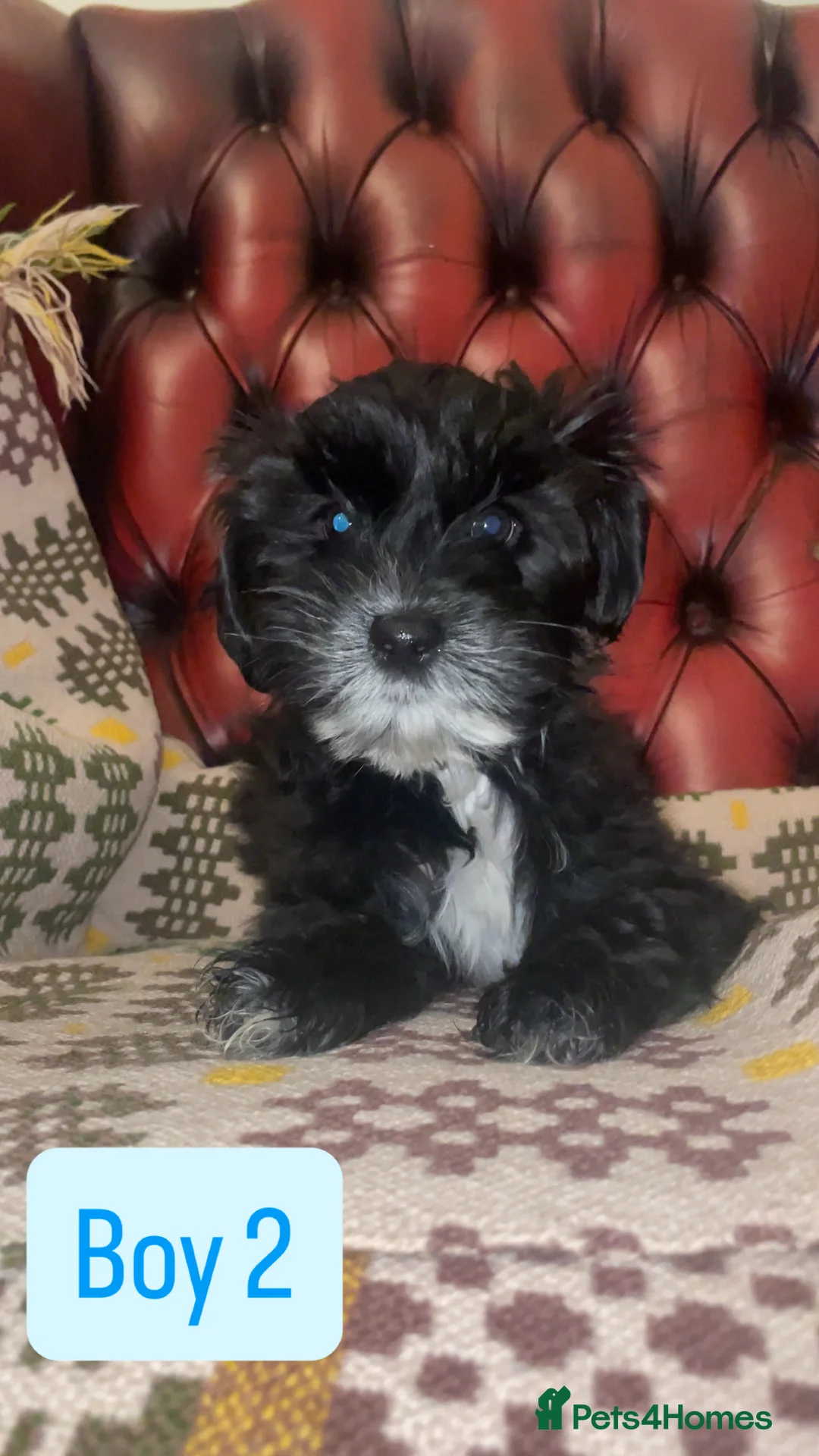 Shihpoo dogs for sale: 🐶 Beautiful Shihpoo Puppies for Sale - Advert 5