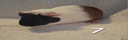 Guinea Pig rodents for sale: Beautiful Baby guineas ready now ♥️ - Advert 7