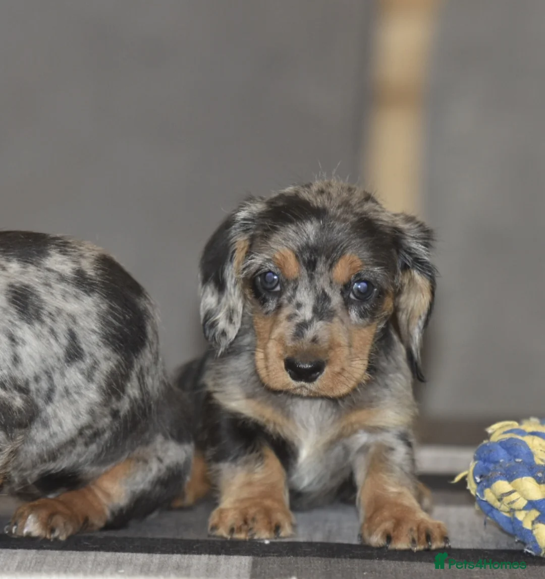 Dachshund dogs for sale: Stunning dachshund pups - Advert 7
