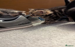 Mixed Breed cats for sale: Little beautiful kittens😀 - Image 6