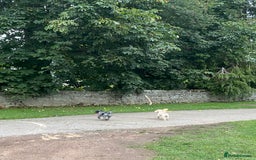 Cockapoo dogs for sale: Cockapoo - Image 1