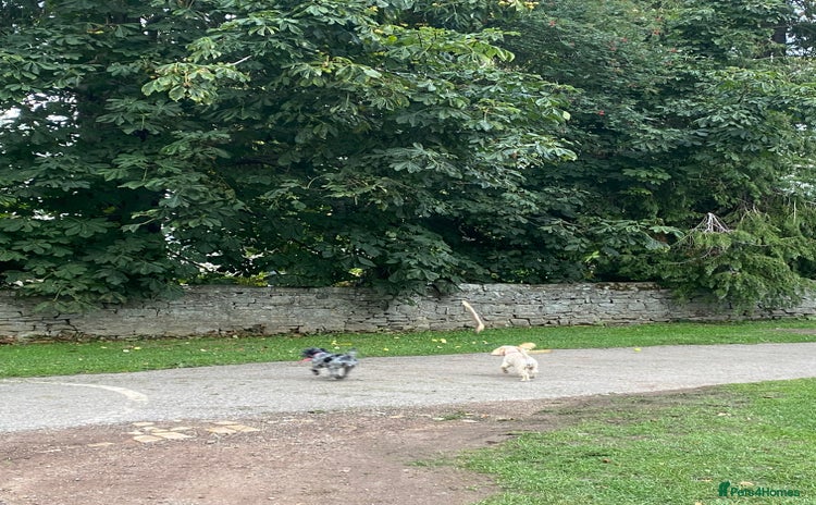 Cockapoo dogs - Advert 1