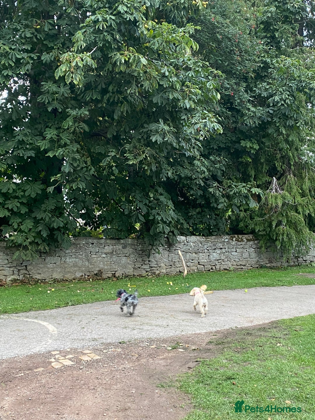 Cockapoo dogs for sale: Cockapoo - Image 1