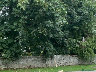 Cockapoo dogs for sale - Advert 1