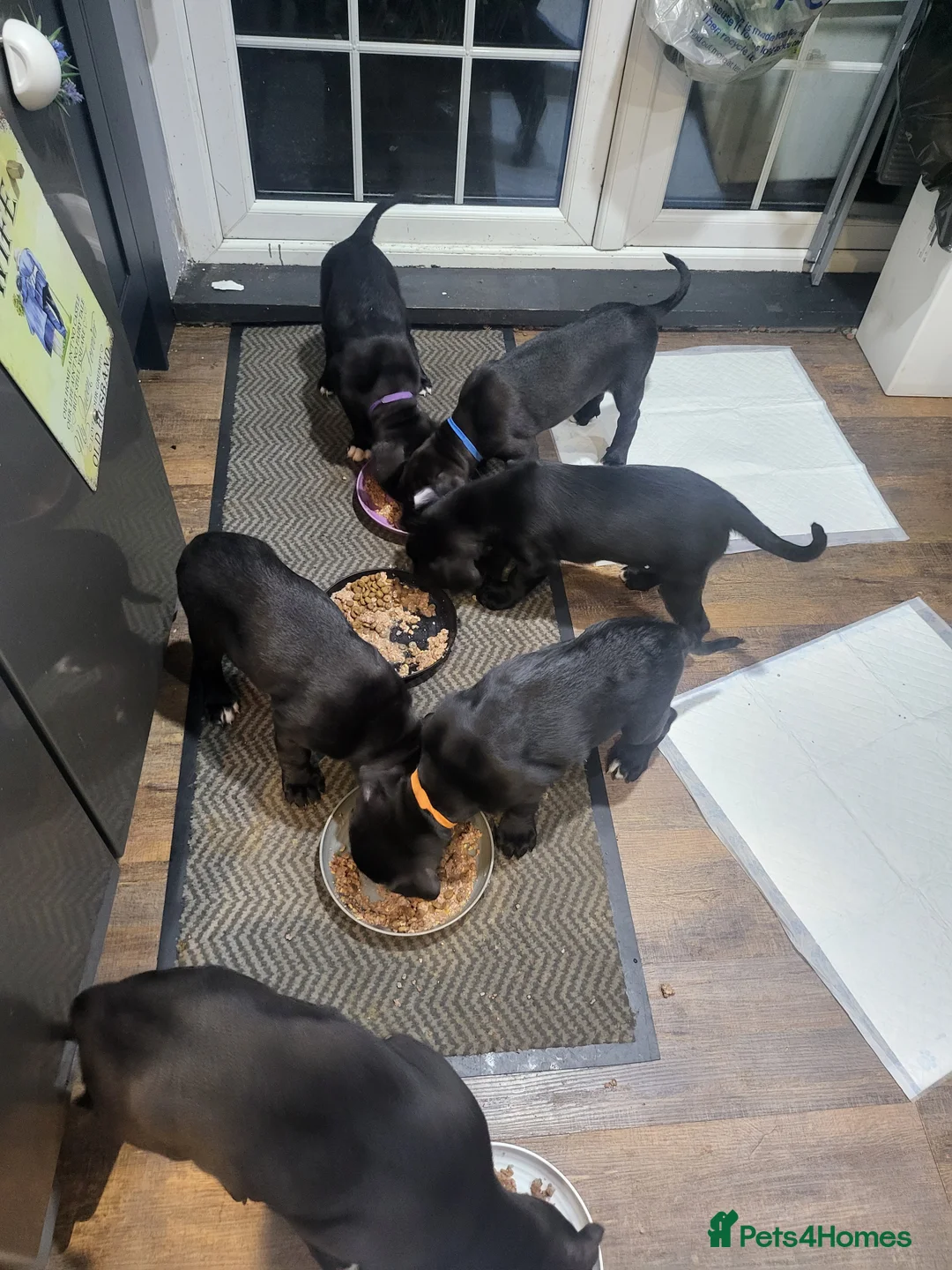 Mixed Breed dogs for sale: Cane Corso X Newfoundland/Labrador Puppies - Advert 12