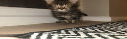 Mixed Breed cats for sale: Maincoon x tabby kittens  - Advert 2