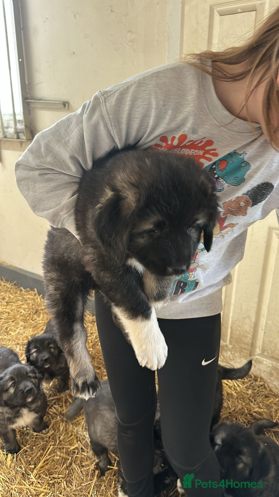 Caucasian Shepherd Dog dogs for sale:  ⭐️Caucasian shepherds⭐️puppies #bears big boned   - Image 35