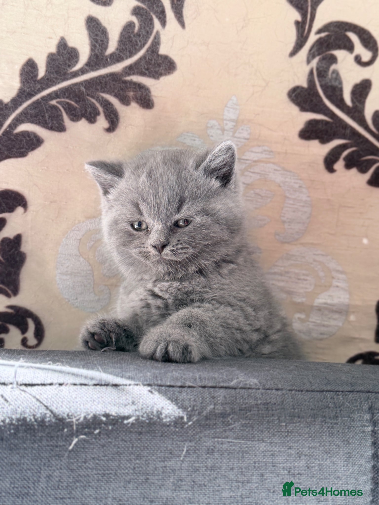 British Shorthair cats 2 stunning BHS available now  - Advert 2