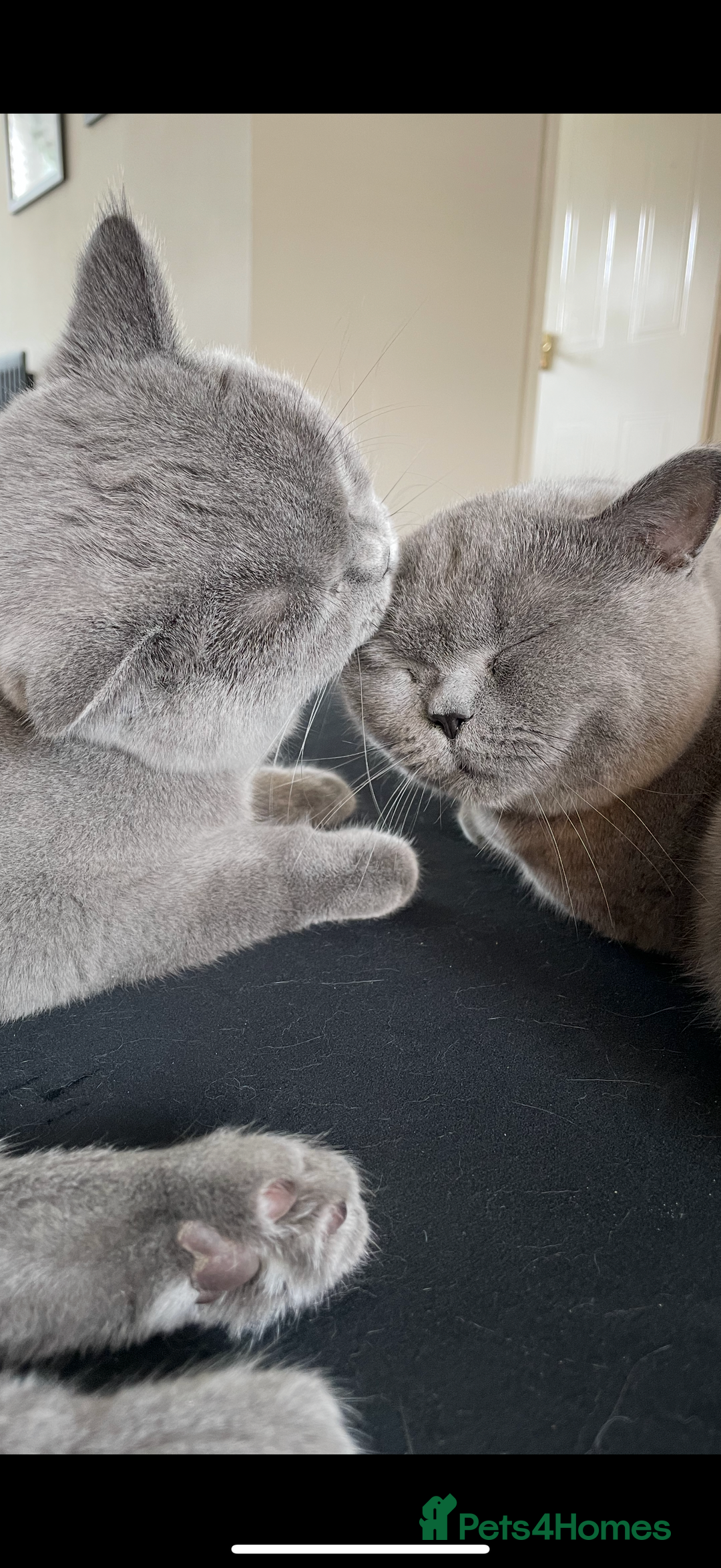 British Shorthair cats for sale: 2 cuddly bsh best friends  - Advert 4