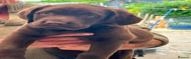 Labrador Retriever Puppy 2