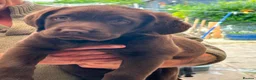 Labrador Retriever dogs for sale: Two females labrador retriever - Advert 4