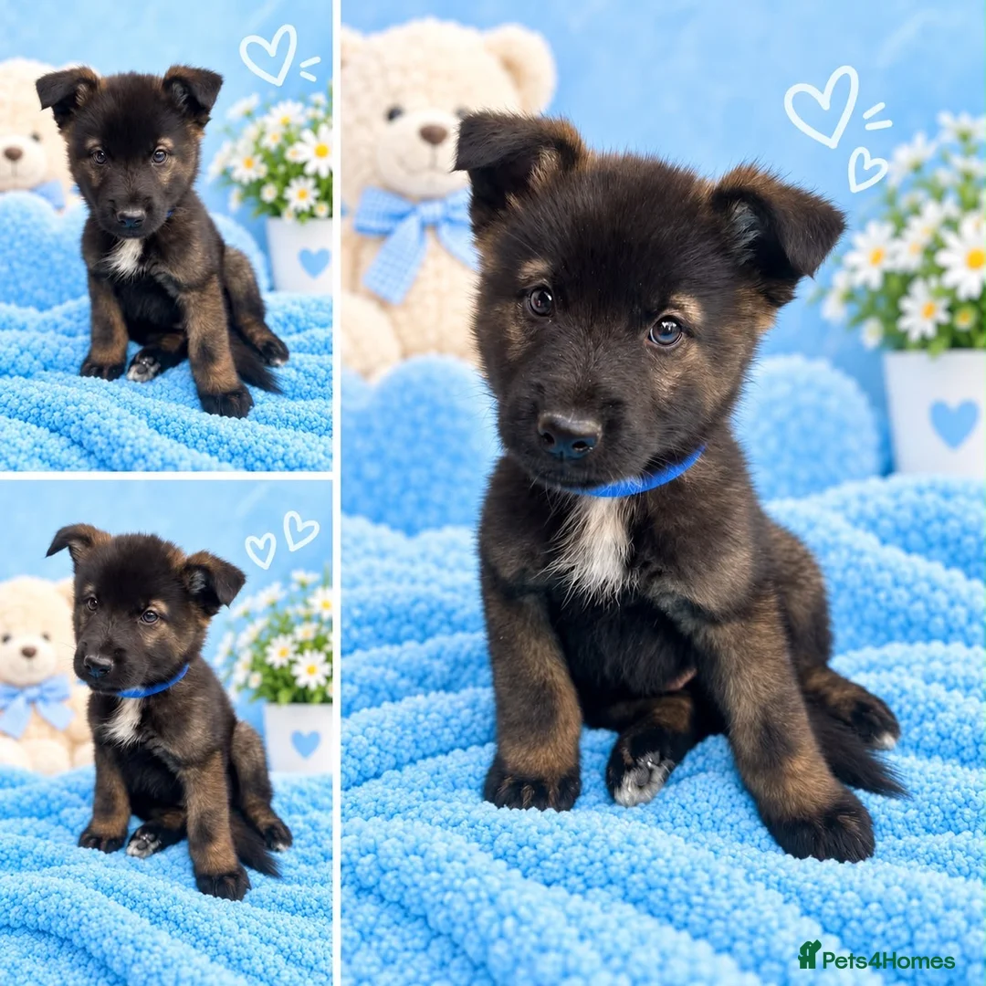 Akita dogs for sale: AKITA PUPPYS BOYS/GIRLS  - Advert 2