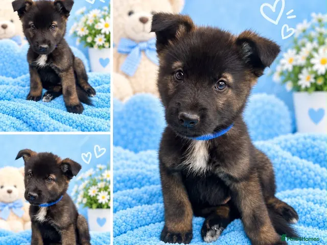 Akita dogs AKITA PUPPYS BOYS/GIRLS - Advert 2