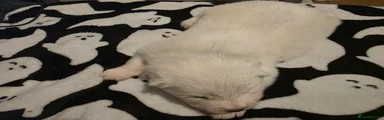 Samoyed 5
