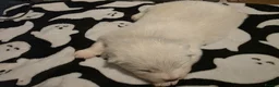 Samoyed dogs for sale: Samoyed puppies - Advert 5