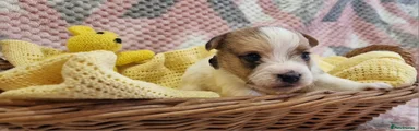 Jack Russell Puppy 3
