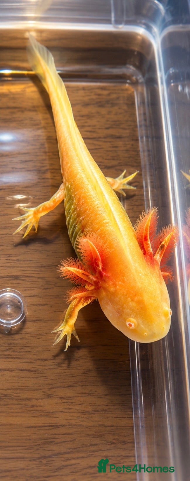 Axolotl reptiles Premium Raised Axolotls - Advert 2