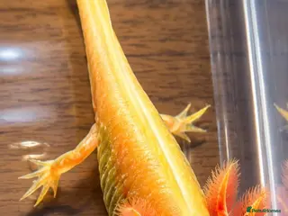 Axolotl reptiles Premium Raised Axolotls - Advert 2