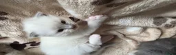 Mixed Breed cats for sale: Ragdoll x - Advert 10