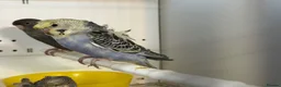 Budgerigars birds for sale: Helicopter split budgies  - Advert 2