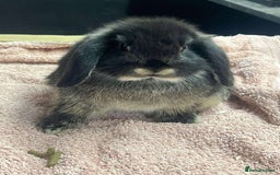 Dutch rabbits for sale: Dutch rabbits for sale  - Image 6