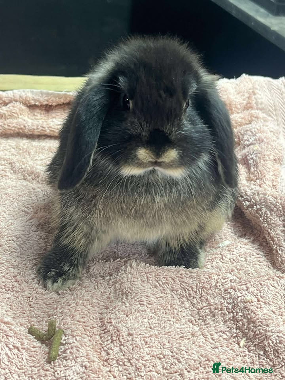 Dutch rabbits for sale: Dutch rabbits for sale  - Image 6