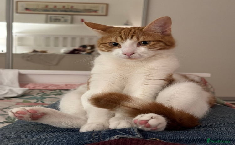 Mixed Breed cats - Advert 1