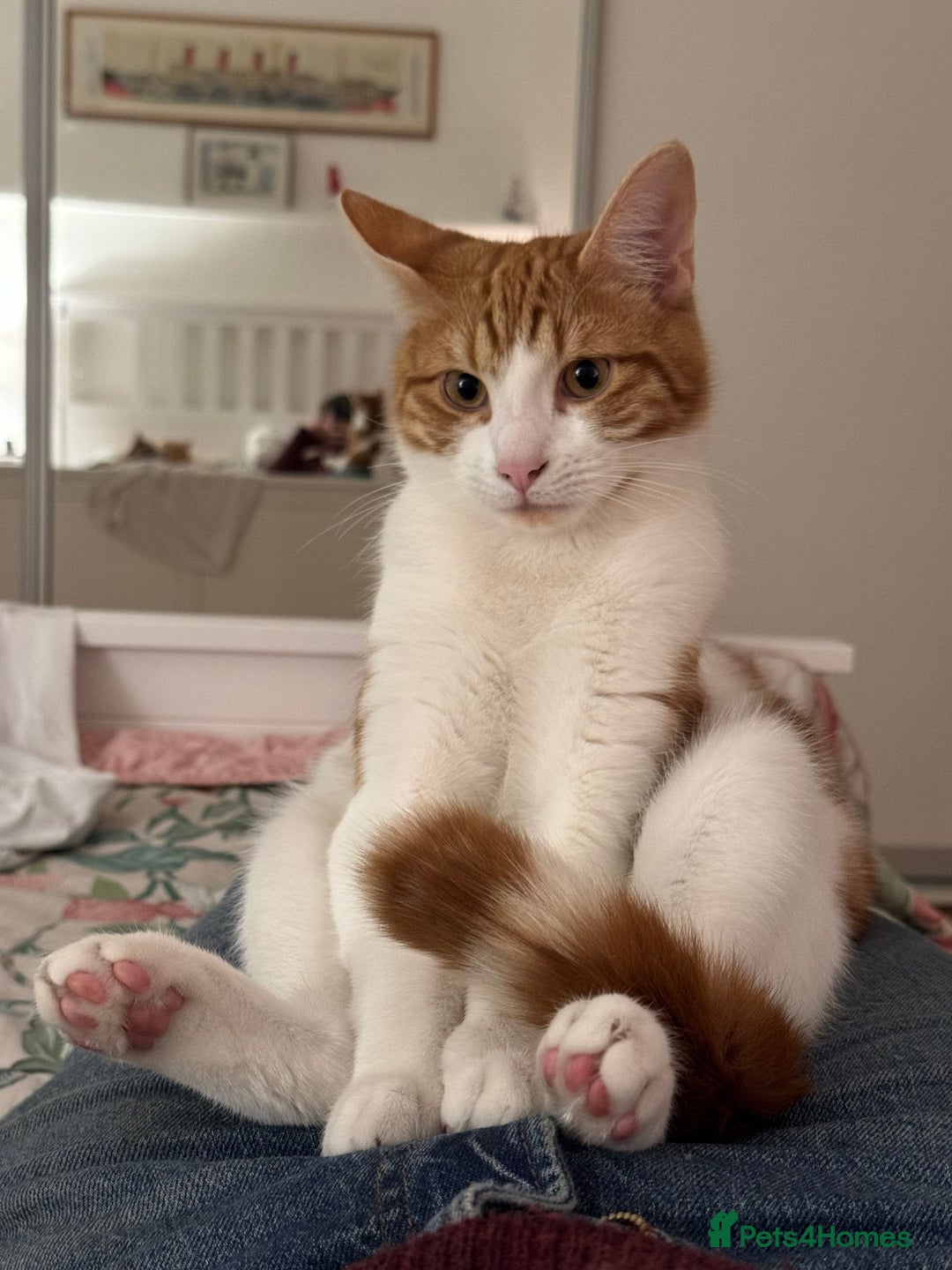 Mixed Breed cats for sale: Big kitten needs new home - Image 1