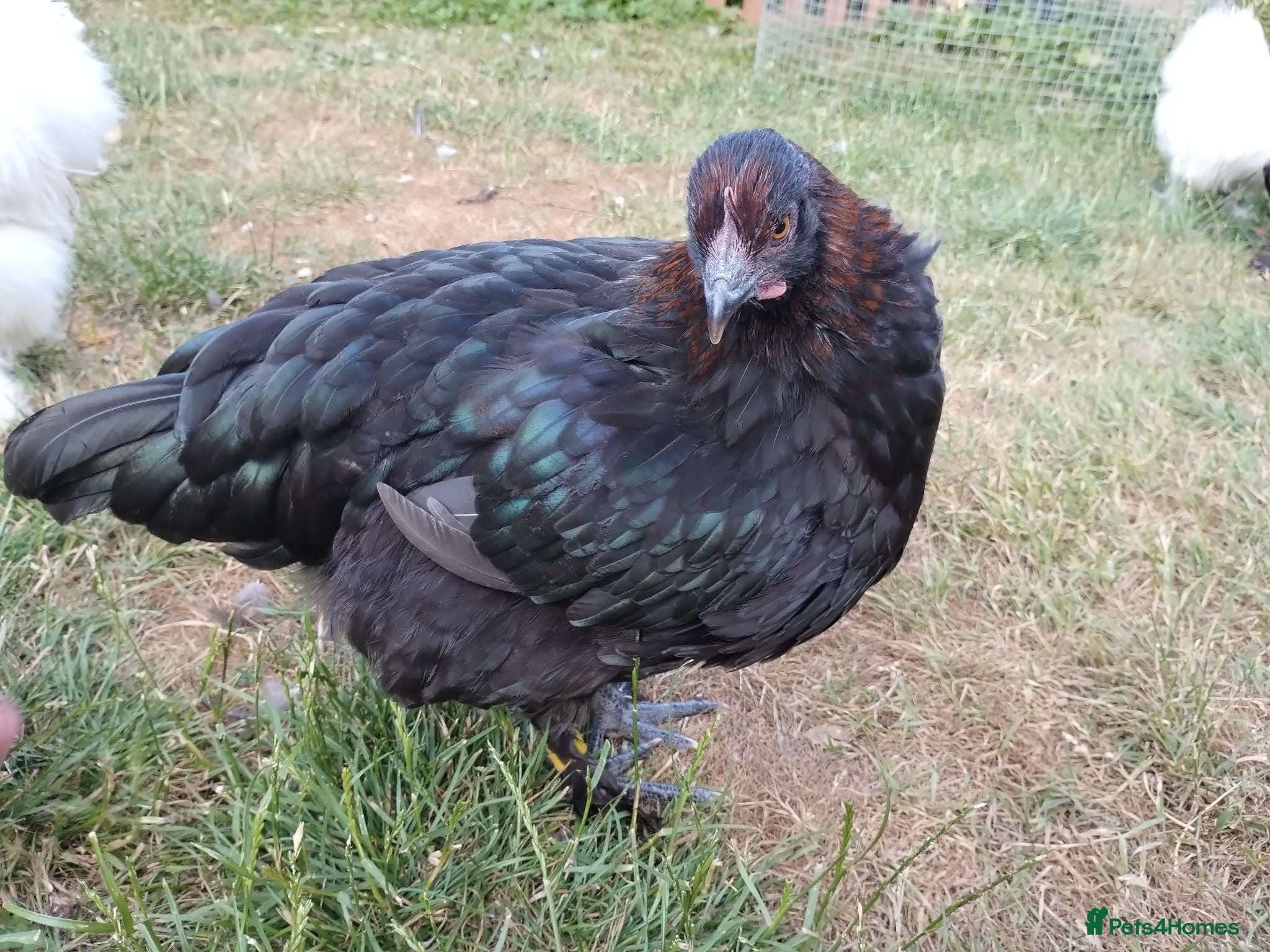 Chickens poultry 2x French Black Copper Marans pullets (hens) - Advert 7